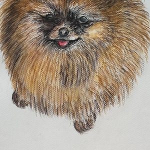 KEESHOND / POMERANIAN